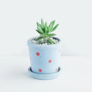 Coffee Cup